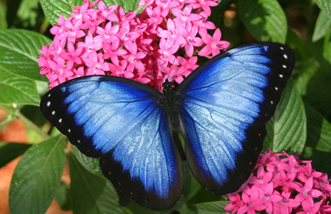 Butterfly Genus Species - Blue Morpho